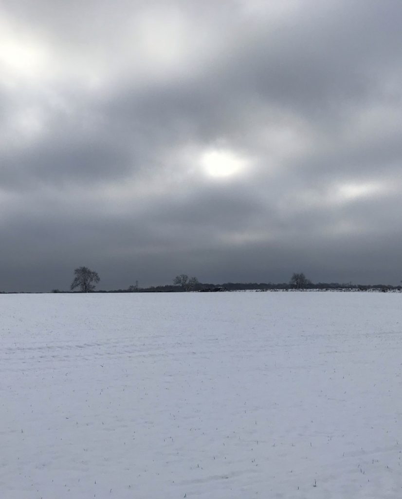 white field below a grey sky with a black trees on the horizon